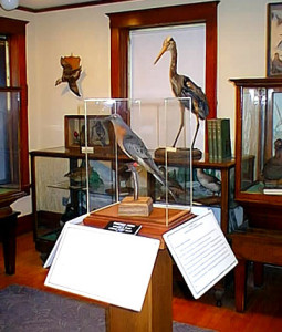 birdroom1